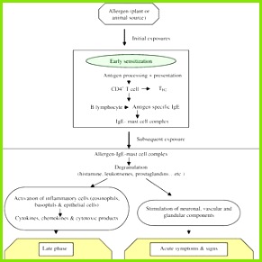 Schematic representation of the pathophysiology of allergic rhinitis