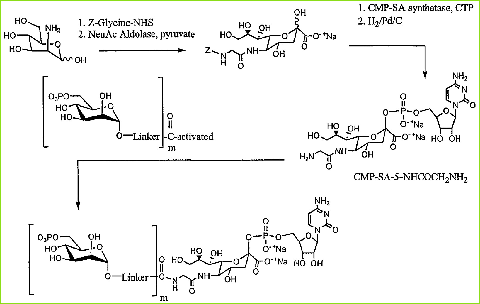 WO A2 Remodeling and glycoconjugation of peptides Google Patents