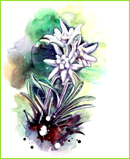 Die 73 besten Bilder von edelweiss in 2019
