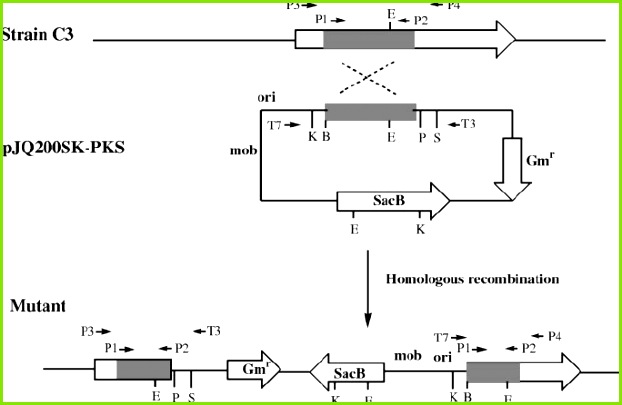 Scheme for PKS gene disruption in L enzymogenes strain C3 A 407 bp fragment of the gene shaded bar was amplified from the genomic DNA and cloned into a