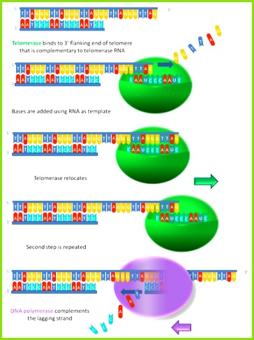 An image illustrating how telomerase elongates telomere ends progressively
