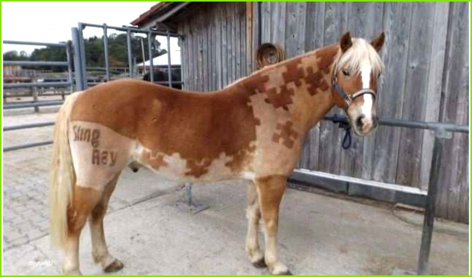 Download by size Handphone