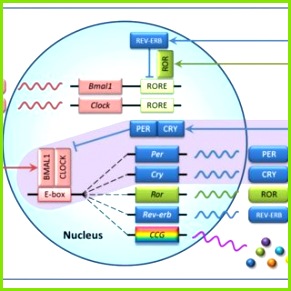 Transcriptional feedback loops of the mammalian circadian clock In the core loop purple