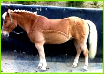 Die 748 besten Bilder von pferde 214152 Love this and it s even pretty functional Pferd Scheren Muster Pferd All