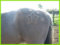 Die 23 besten Bilder von Schermuster 214161 With a J of course Pferd Scheren Reiten